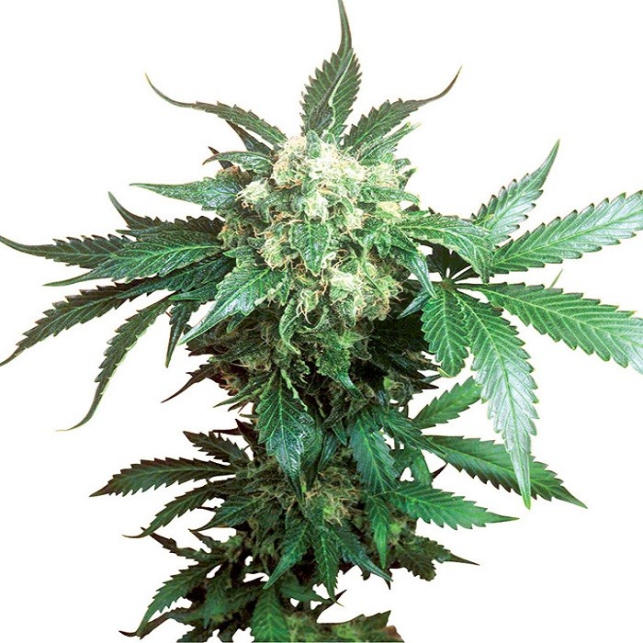 Black Domina® - Sensi Seeds
