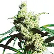Silver Haze® - Sensi Seeds