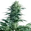 Mother s Finest® - Sensi Seeds Mother s Finest® - Sensi Seeds