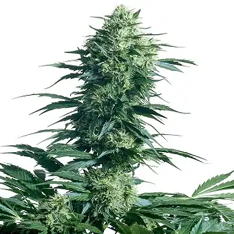 Mother s Finest® - Sensi Seeds