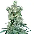 American Dream® Regular - Sensi Seeds