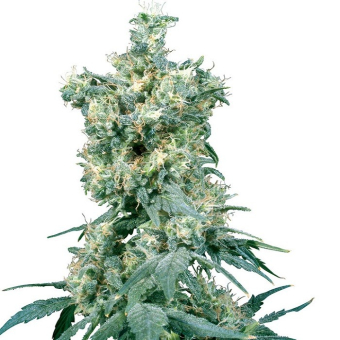 American Dream® Regular - Sensi Seeds