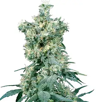 American Dream® Regular - Sensi Seeds