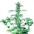 Early Girl® - Sensi Seeds Early Girl® - Sensi Seeds