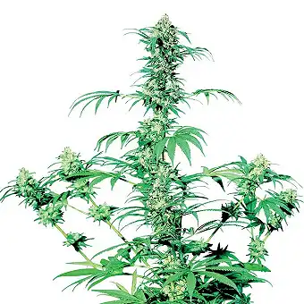 Early Girl® - Sensi Seeds