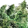 Indoor Mix® - Sensi Seeds Indoor Mix® - Sensi Seeds