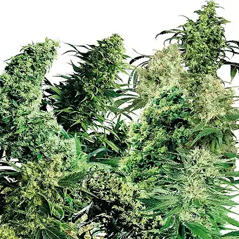 Indoor Mix® - Sensi Seeds