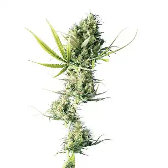 Durban® - Sensi Seeds