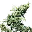 Jamaican Pearl® - Sensi Seeds Jamaican Pearl® - Sensi Seeds
