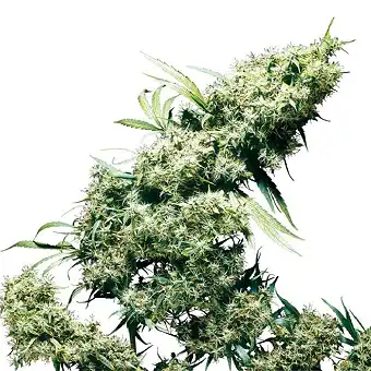 Jamaican Pearl® - Sensi Seeds