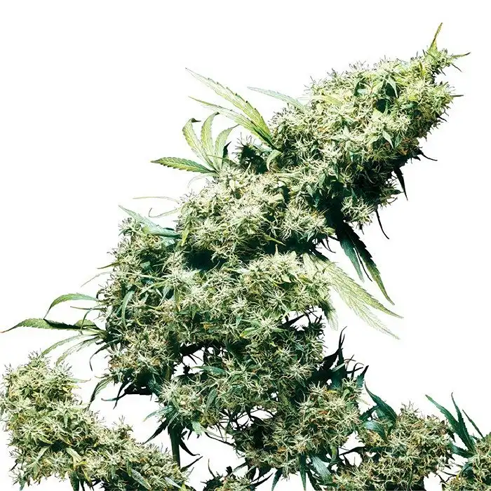 Jamaican Pearl® - Sensi Seeds