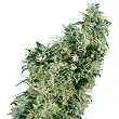 First Lady® - Sensi Seeds