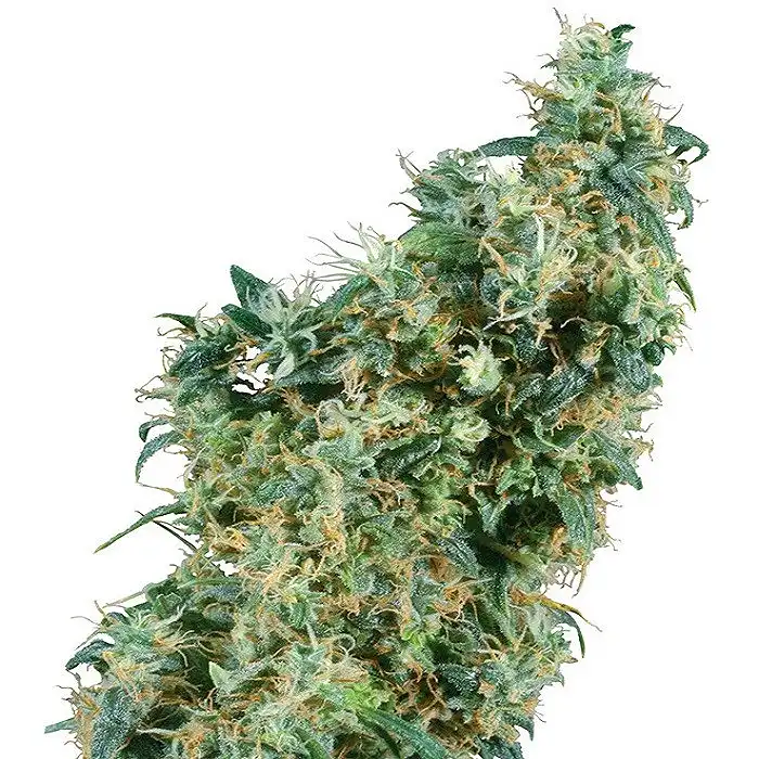 First Lady® - Sensi Seeds