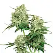 Maple Leaf Indica® - Sensi Seeds Maple Leaf Indica® - Sensi Seeds