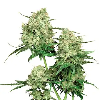 Maple Leaf Indica® - Sensi Seeds