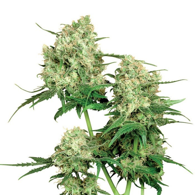 Maple Leaf Indica®