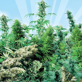 Outdoor Mix Sensi Seeds