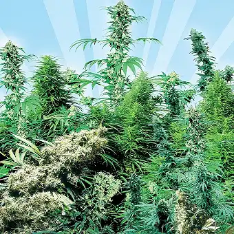 Outdoor Mix Sensi Seeds