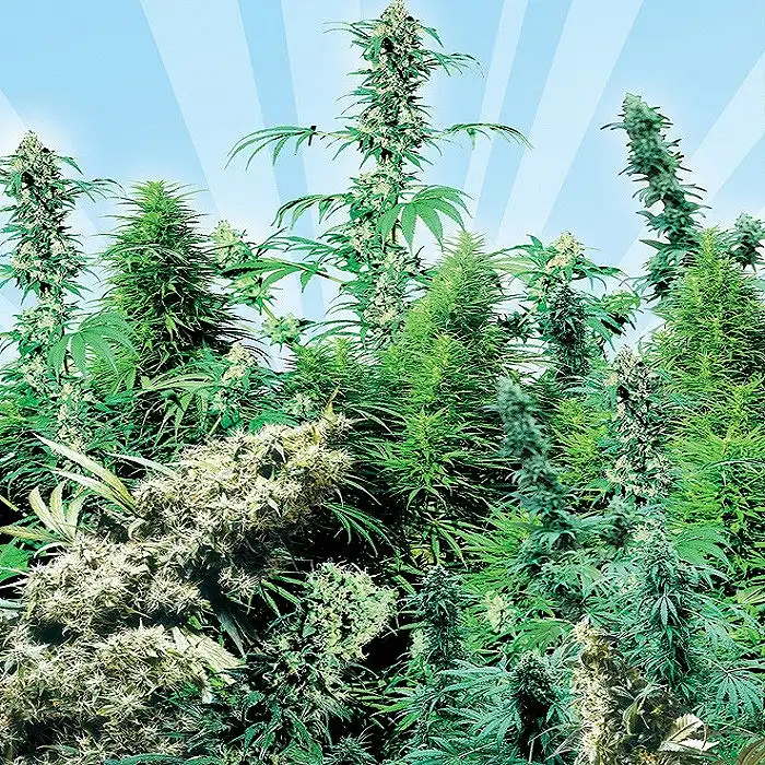 Outdoor Mix Sensi Seeds