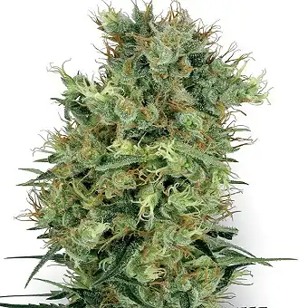 Cali Orange Bud - White Label