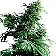 Shiva Shanti® - Sensi Seeds