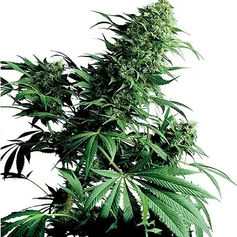 Shiva Shanti® - Sensi Seeds