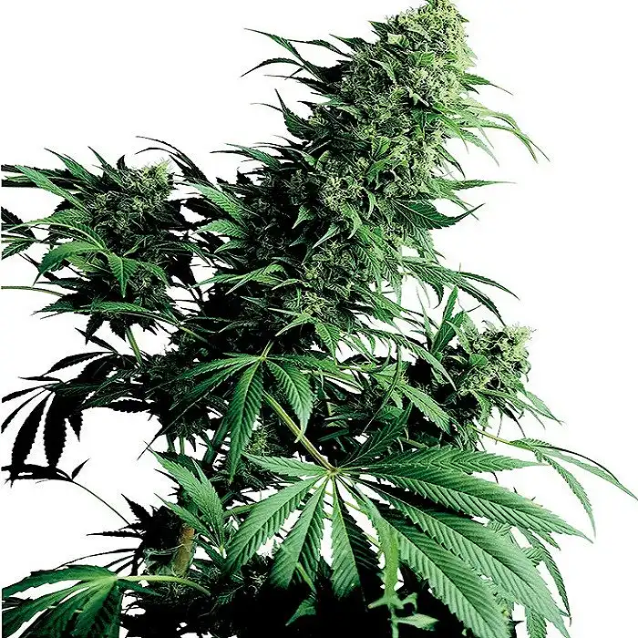 Shiva Shanti® - Sensi Seeds