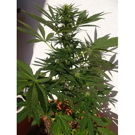 Sugar Mango Ryder (Automatic Line) 1 - World of Seeds