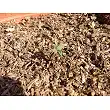 Sugar Mango Ryder 1 graine - World of Seeds Sugar Mango Ryder 1 graine - World of Seeds