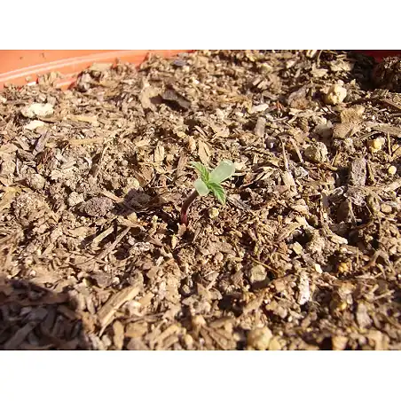Sugar Mango Ryder 1 week - World of Seeds