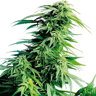 Hindu Kush® - Sensi Seeds