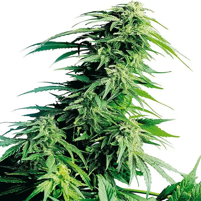 Hindu Kush® - Sensi Seeds
