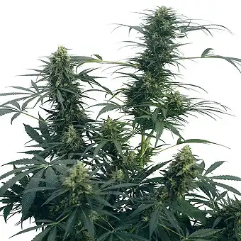 Guerrilla's Gusto® - Sensi Seeds