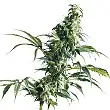 Mexican Sativa® - Sensi Seeds Mexican Sativa® - Sensi Seeds