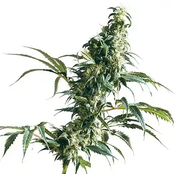 Mexican Sativa® - Sensi Seeds
