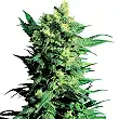 Shiva Shanti II® - Sensi Seeds