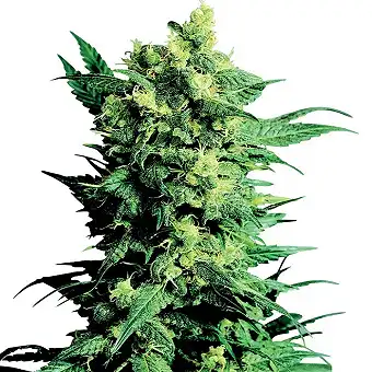 Shiva Shanti II® - Sensi Seeds