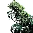 Northern Lights 5 x Haze - Sensi Seeds Northern Lights 5 x Haze - Sensi Seeds