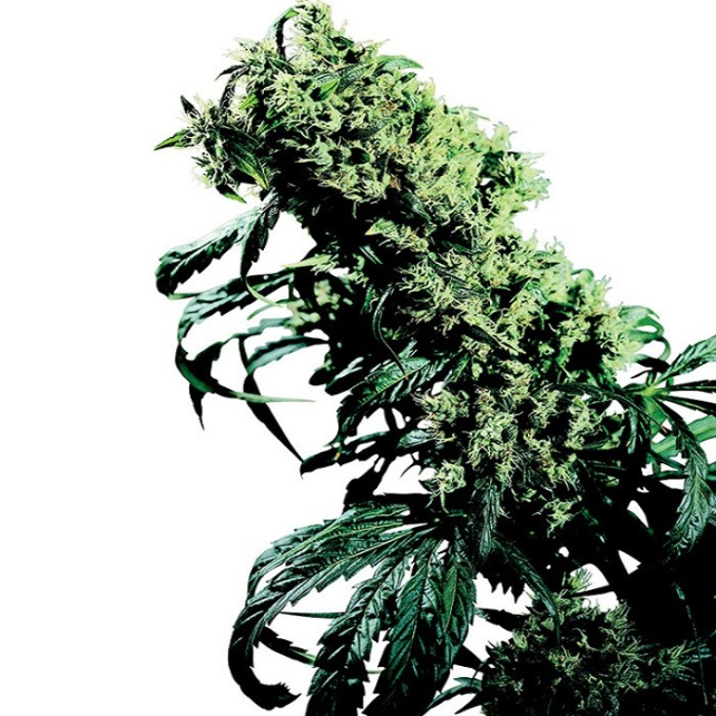 Northern Lights 5 x Haze