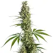 Eagle Bill® Regular - Sensi Seeds Eagle Bill® Regular - Sensi Seeds
