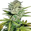 Super Skunk Automatic - White Label