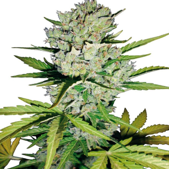 Super Skunk Automatic
