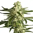 White Diesel Haze Automatic - White Label