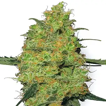 Master Kush White Label