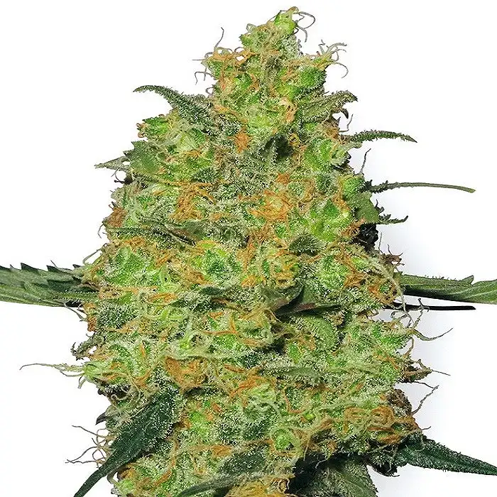 Master Kush White Label