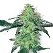 White Skunk - White Label