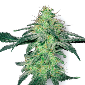White Skunk