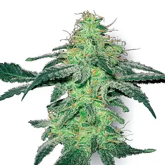 White Skunk - White Label