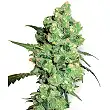 Super Skunk White Label Super Skunk White Label