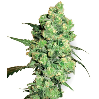Super Skunk White Label